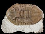 Prone Asaphus Plautini Trilobite - Russia #89066-2